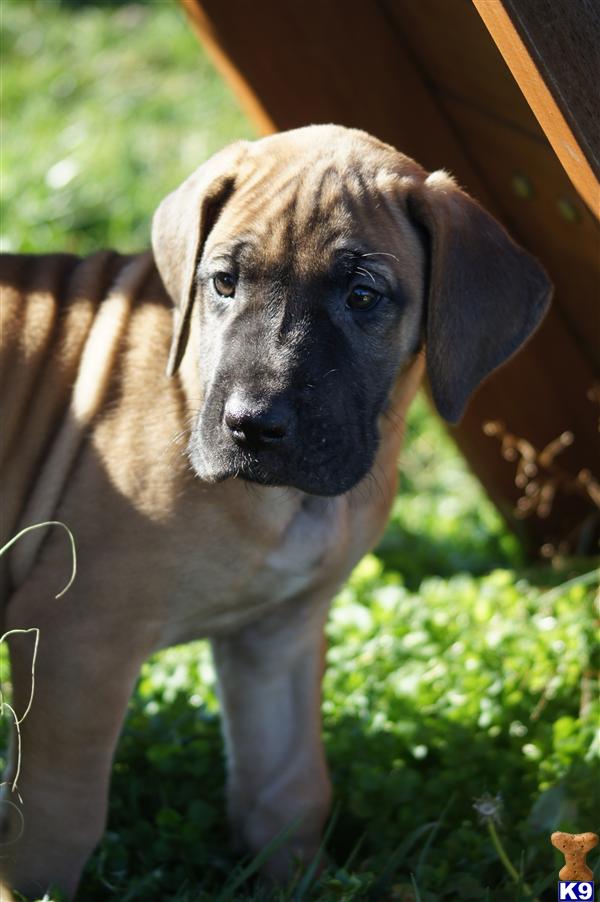 Puppies in SC